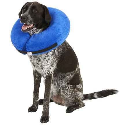 Kong soft collar clearance
